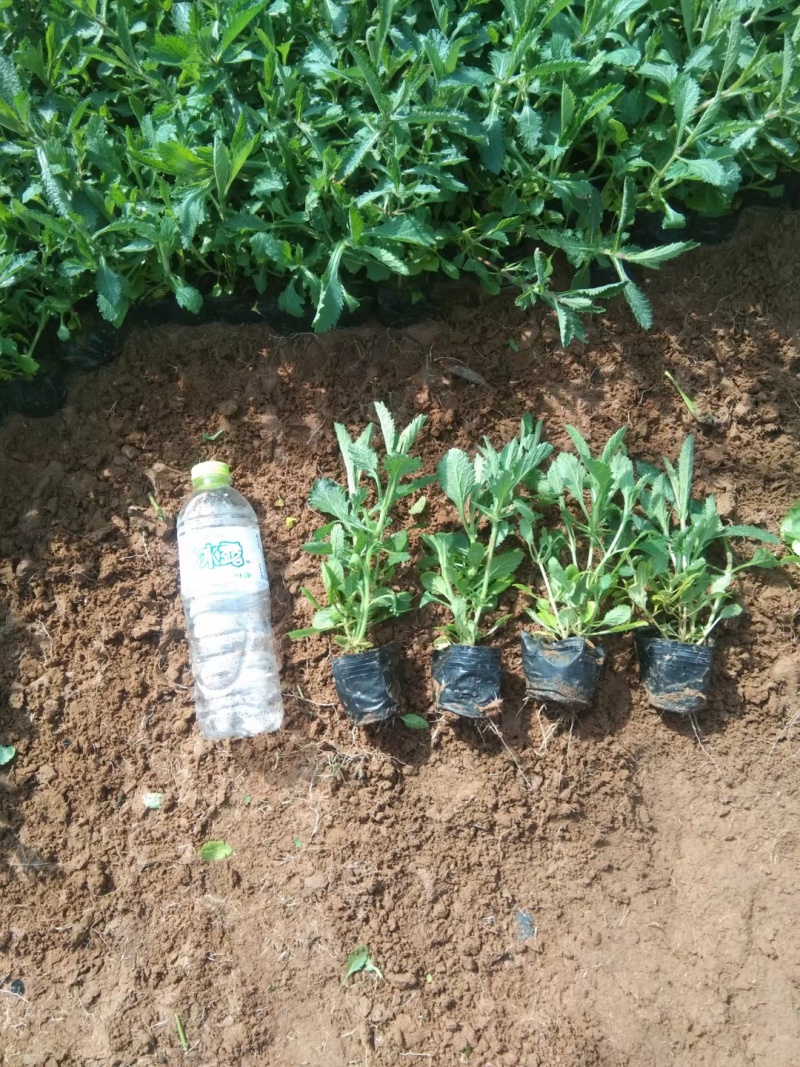 马鞭草，柳叶马鞭草，桑托斯马鞭草，基地直销大量有货