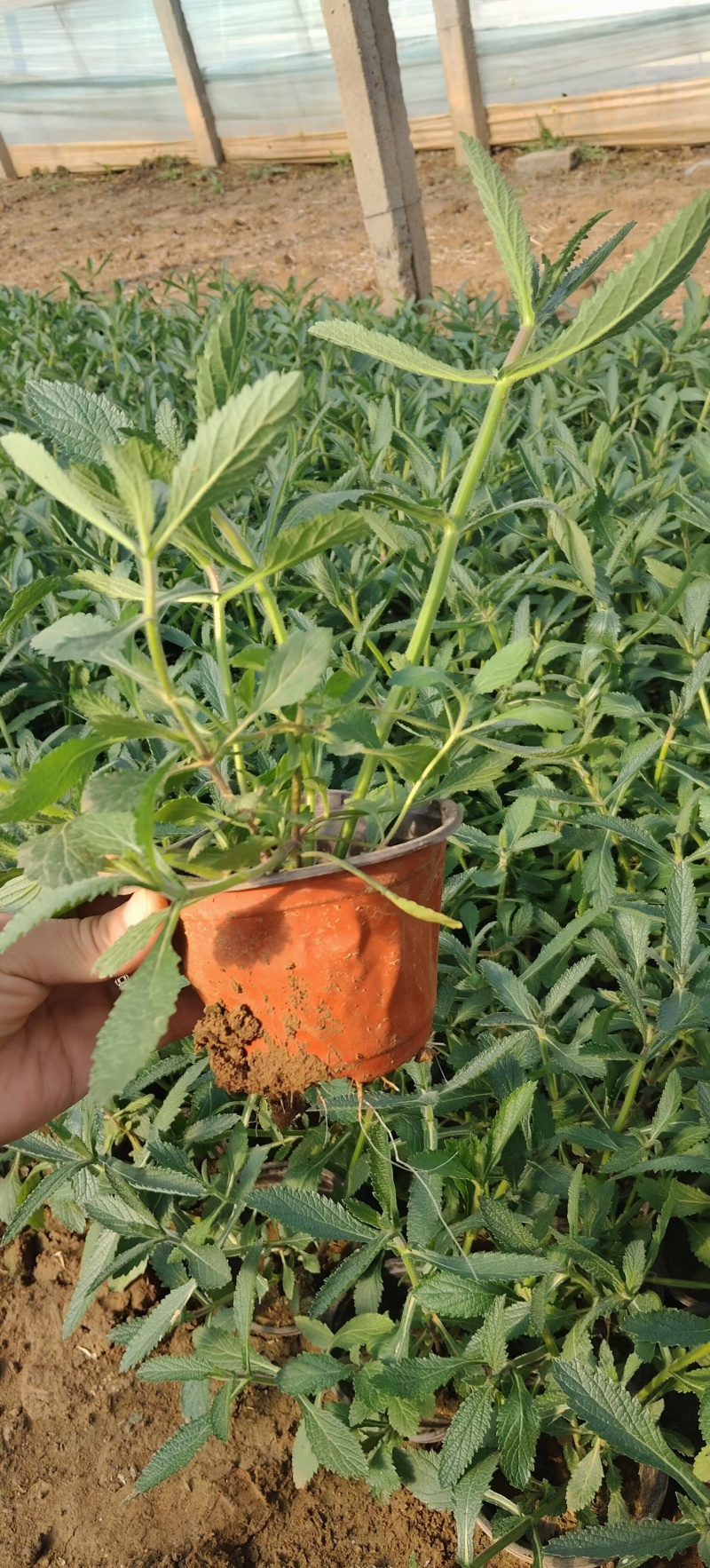 马鞭草，柳叶马鞭草，桑托斯马鞭草，基地直销大量有货