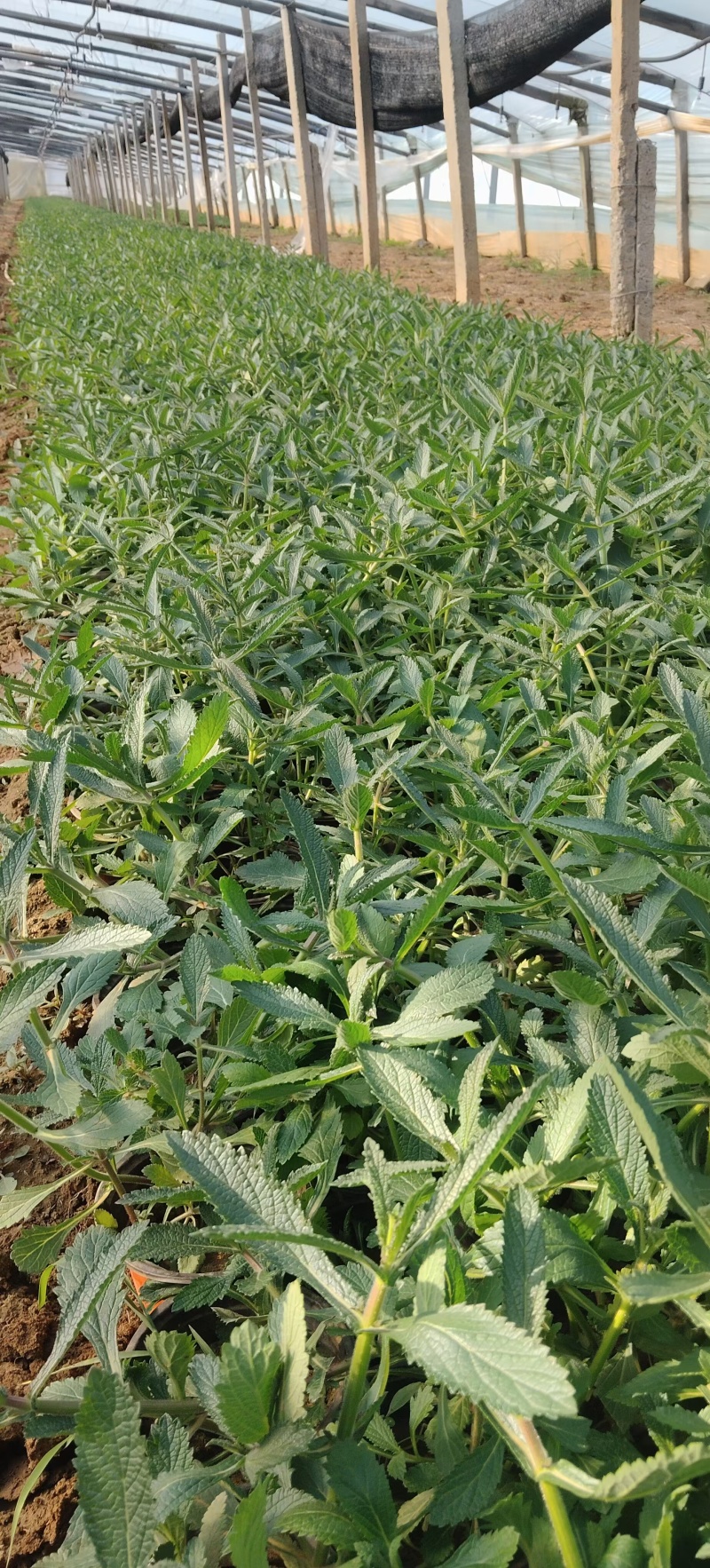 马鞭草，柳叶马鞭草，桑托斯马鞭草，基地直销大量有货