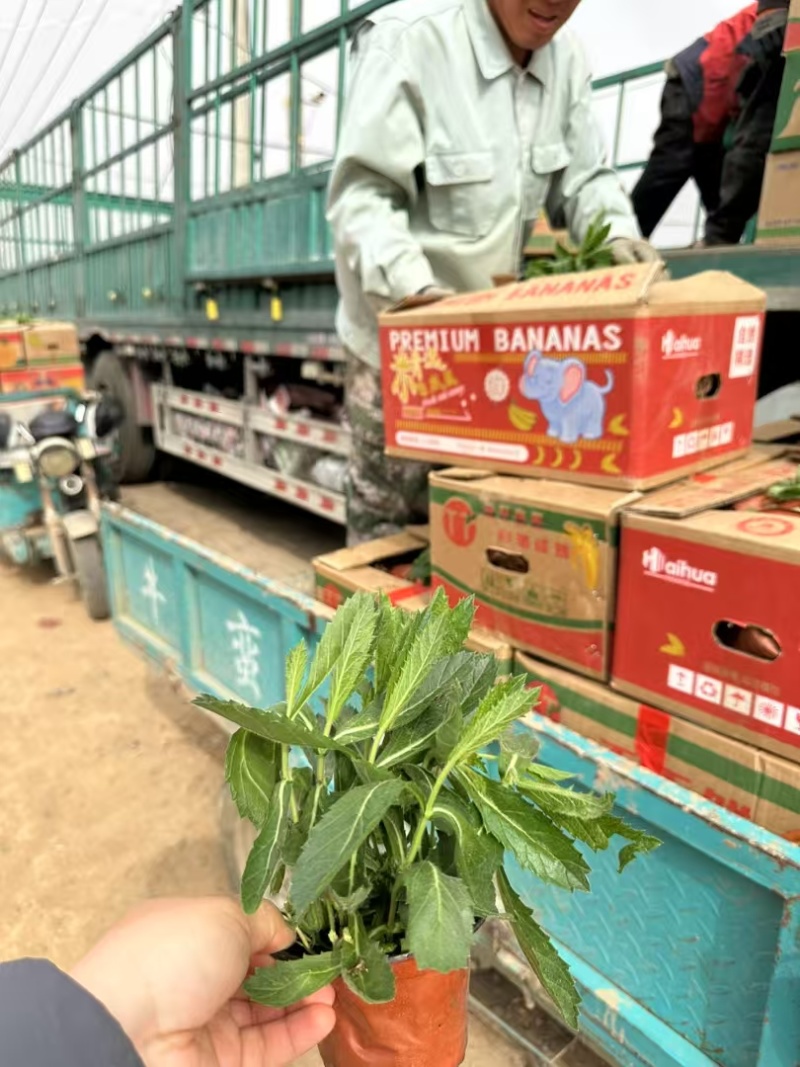 马鞭草，柳叶马鞭草，桑托斯马鞭草，基地直销大量有货