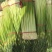 江苏蒜苔白帽蒜苔上市了量大价优口感好价格实惠