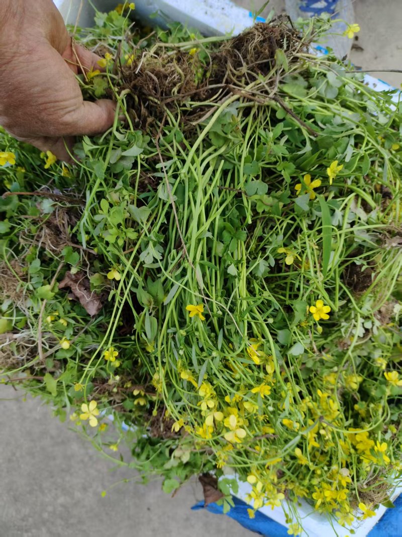 猫爪草种苗，家种驯化苗