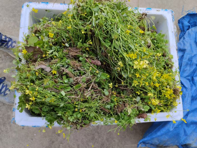 猫爪草种苗，家种驯化苗