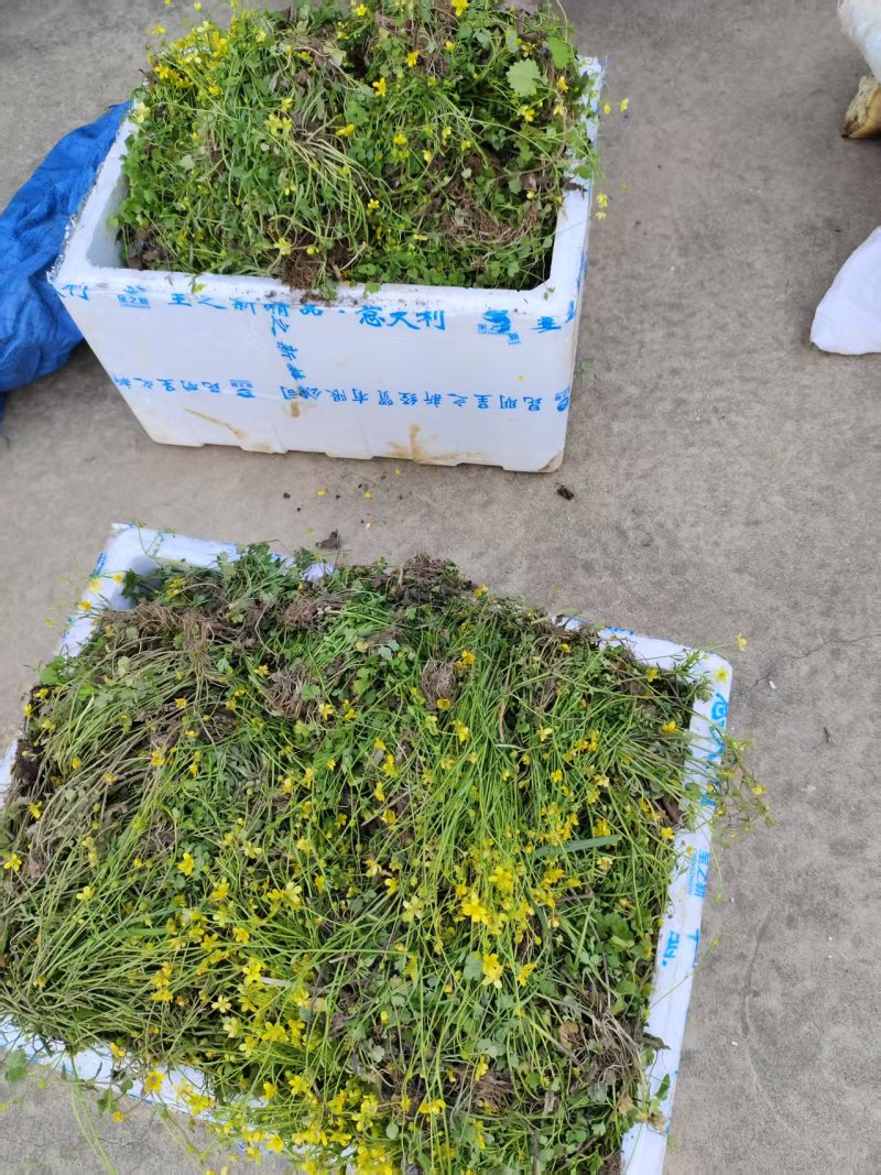 猫爪草种苗，家种驯化苗