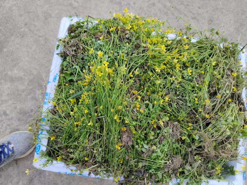 猫爪草种苗，家种驯化苗