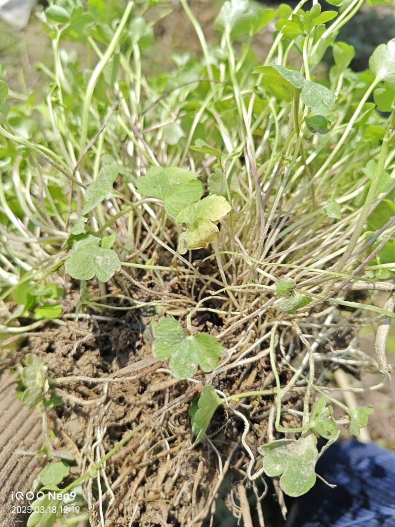 猫爪草种苗，家种驯化苗