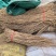 1.甘肃无硫黄芪片大片北芪中药材干货