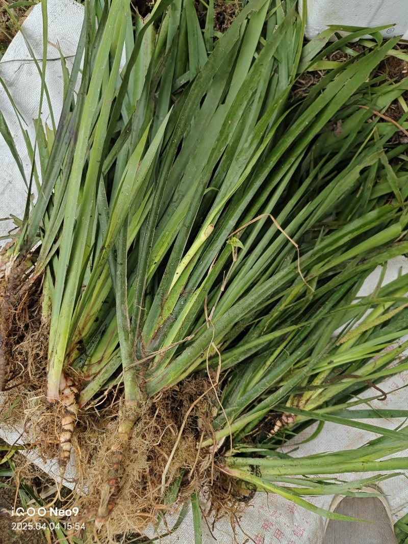 石菖蒲苗安徽石菖蒲苗