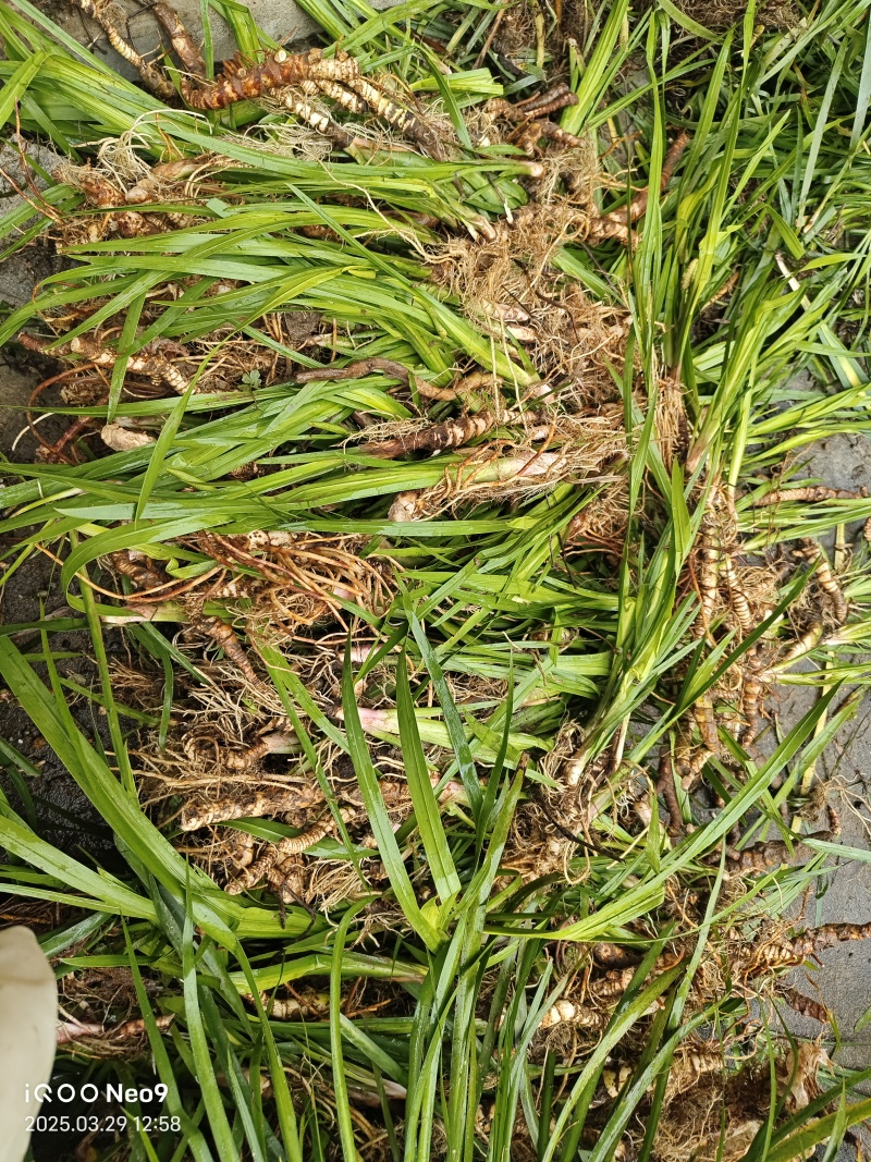 石菖蒲苗安徽石菖蒲苗
