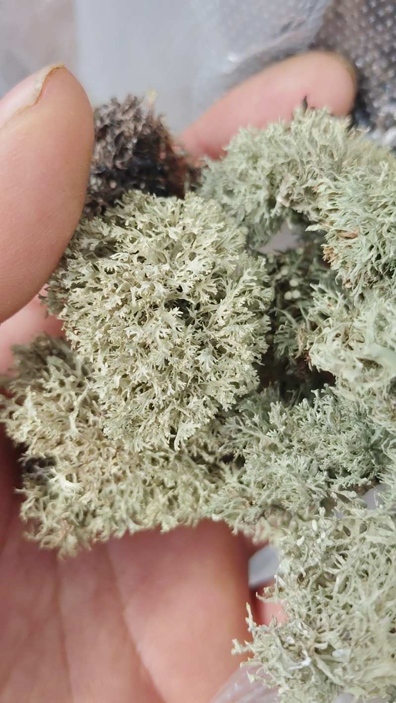 树花菜
