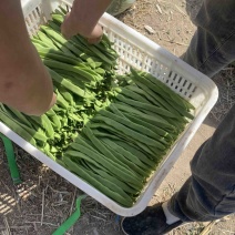 济南市商河县蔬菜种植基地