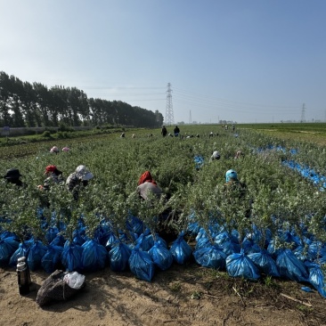 出售大果深秋红沙棘杯苗60公分起步