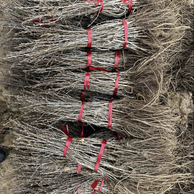 出售大果深秋红一年生沙棘苗（裸根）