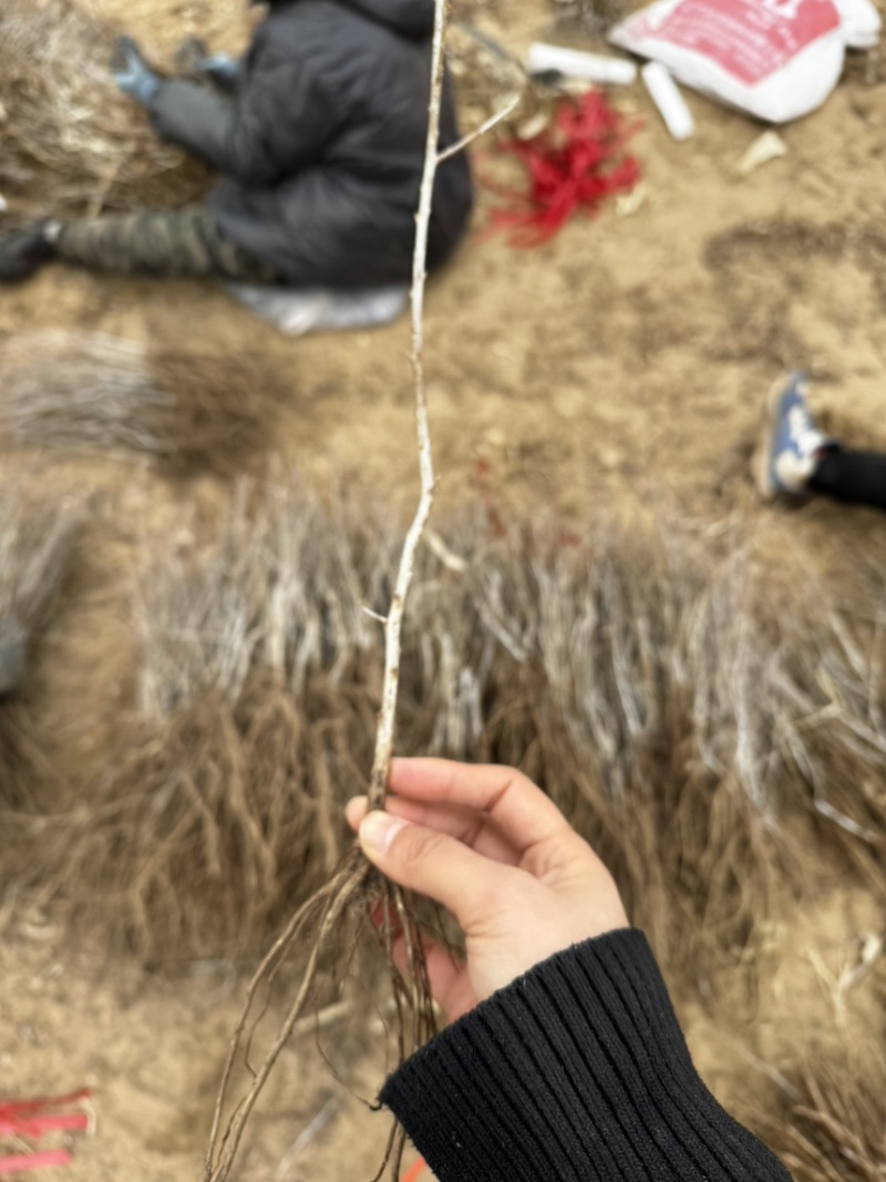 出售大果深秋红一年生沙棘苗（裸根）