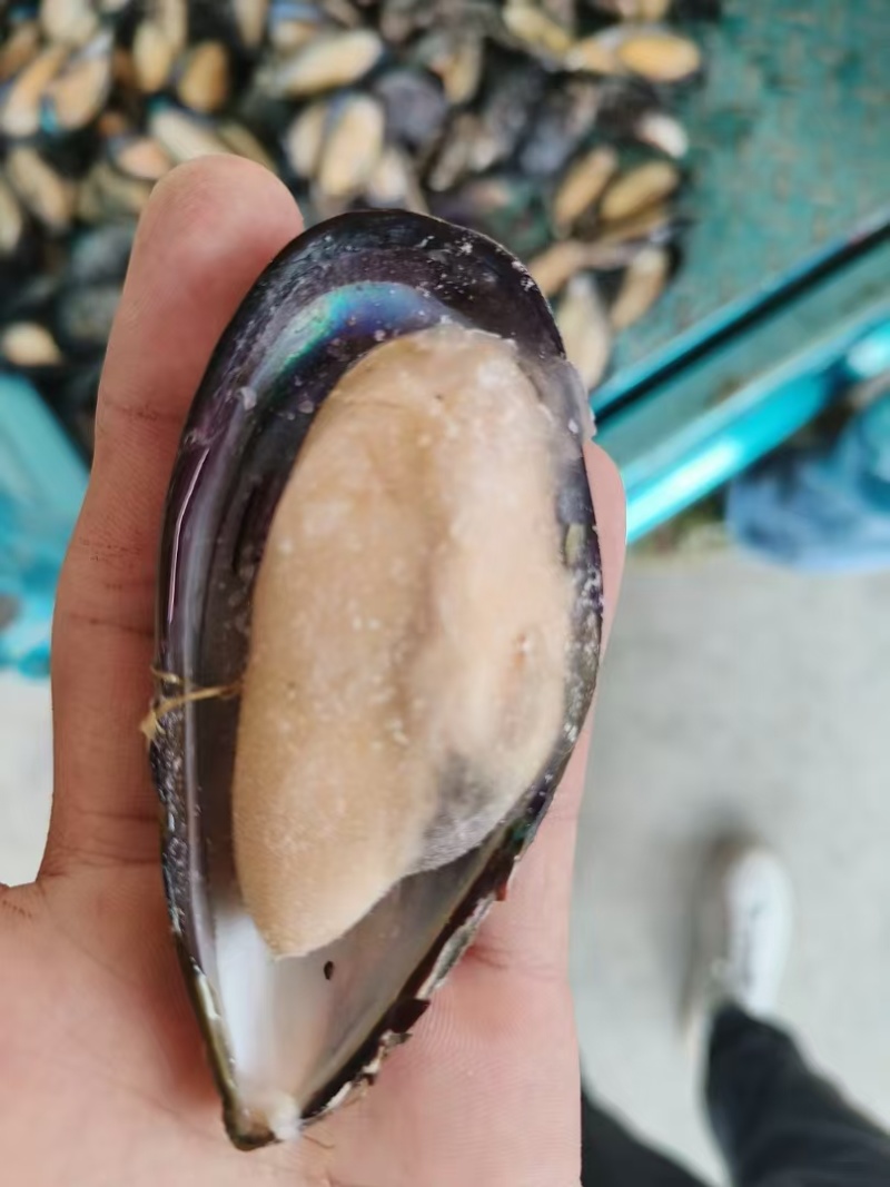 半壳黑口贝