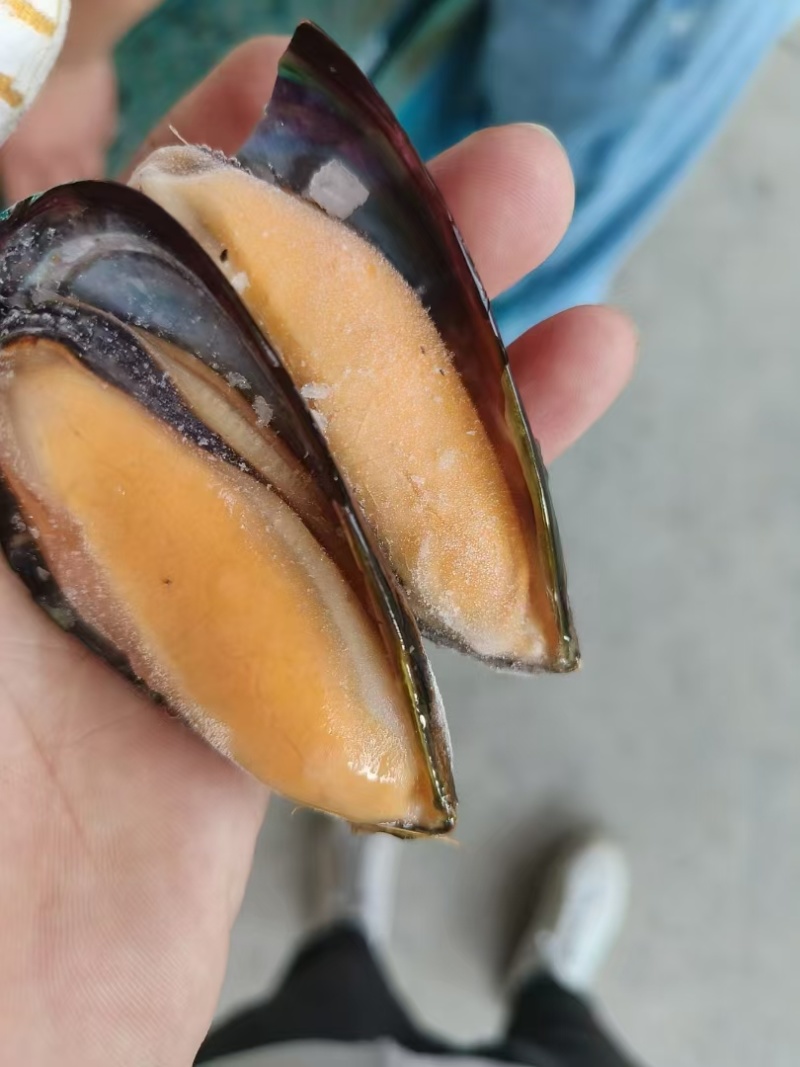 半壳黑口贝