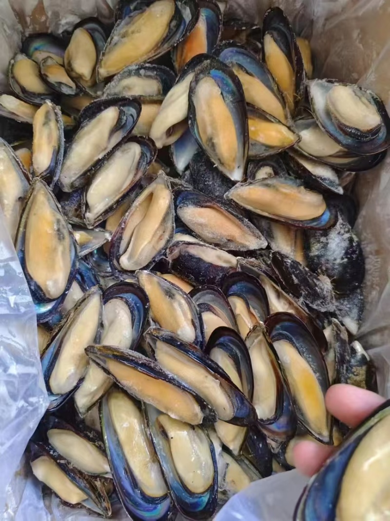 半壳黑口贝