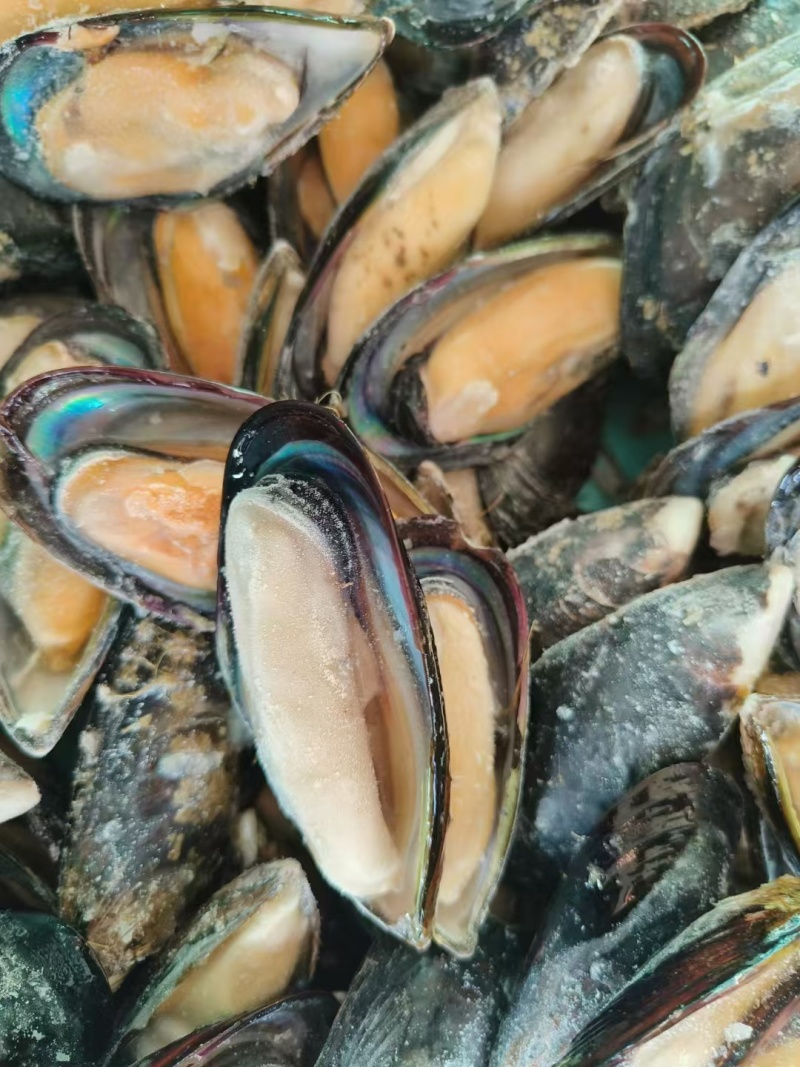 半壳黑口贝