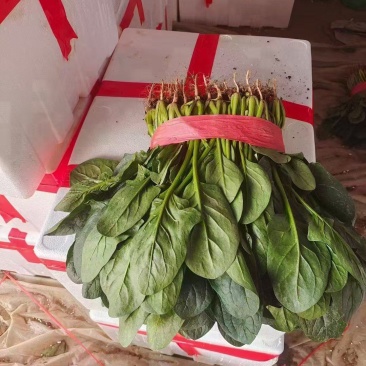精品菠菜