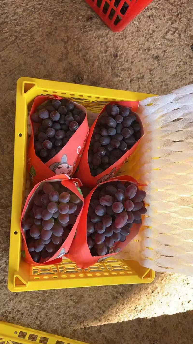 茉莉香电商团购精品葡萄，口感好，颜色好，无核爆汁