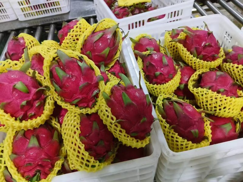 云南元江红心火龙果，产地直发，市场电货对接。