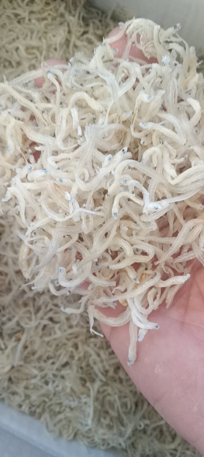 白条银鱼干！质量不错！电商实体均可！