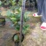 四季荼花