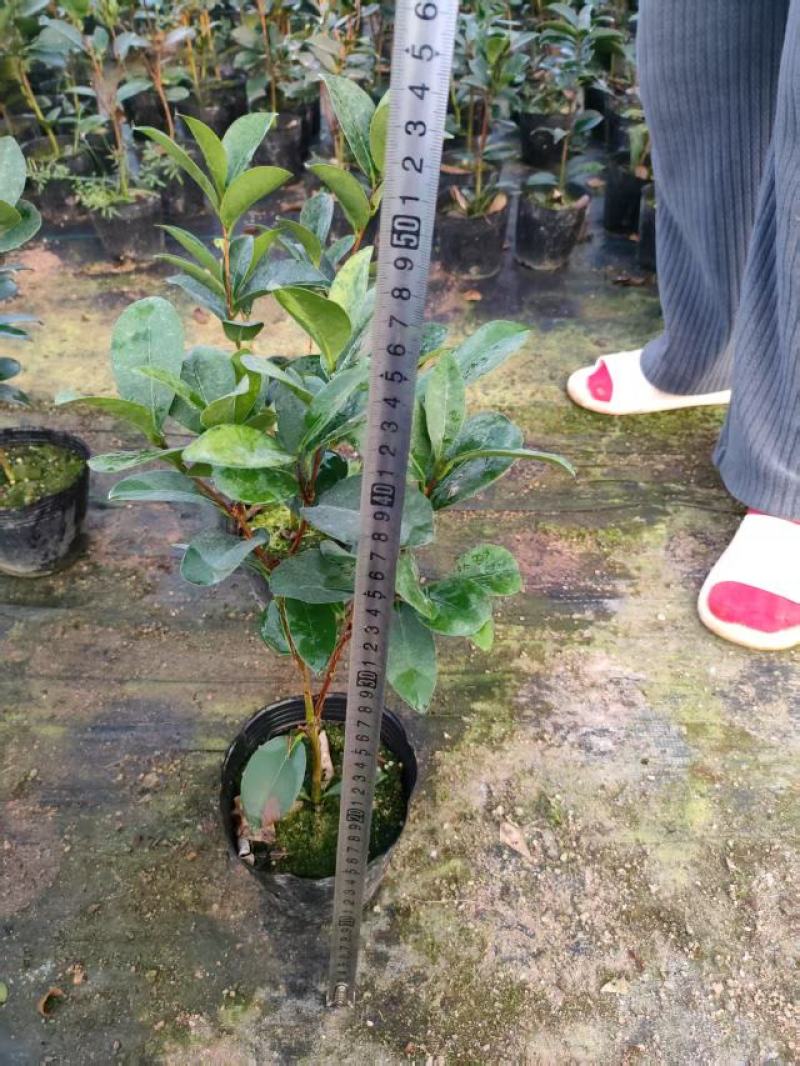 四季荼花