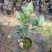 四季荼花