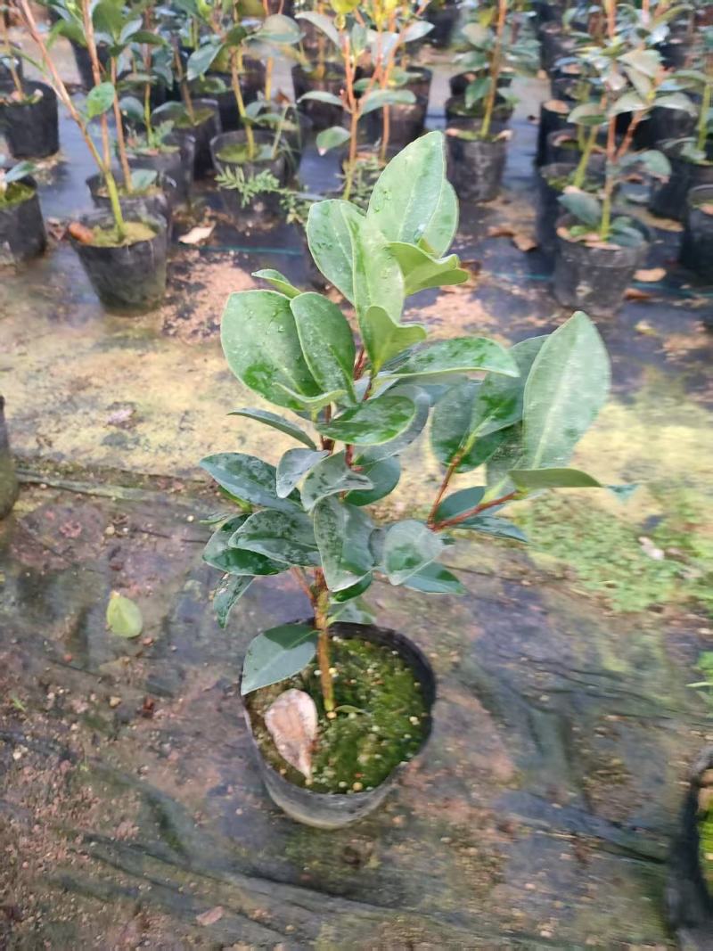 四季荼花