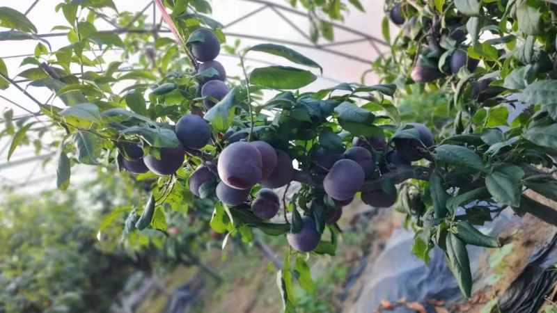 辽南黑布林红布李子大量供应。个头大。果粉好。价格合理