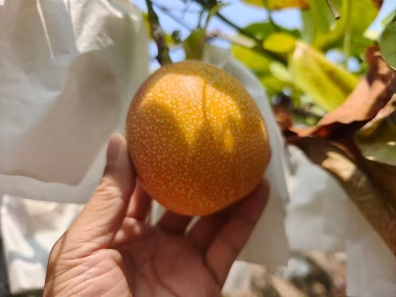 云南西双版纳热情果一件代发，哥伦比亚热情果非海南热情水果