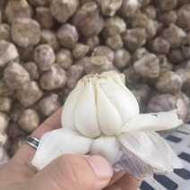 独蒜头，大蒜头，产地一手货源，价格美丽量大从优