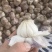 独蒜头，大蒜头，产地一手货源，价格美丽量大从优