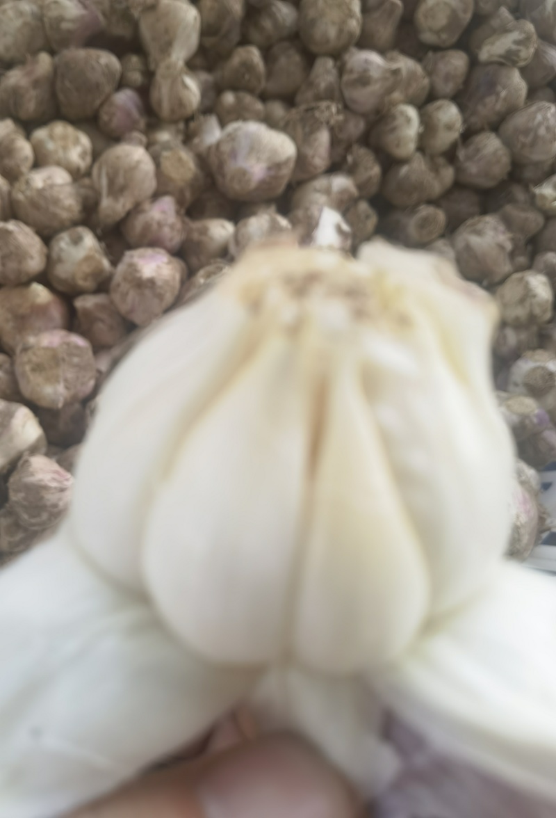 独蒜头，大蒜头，产地一手货源，价格美丽量大从优