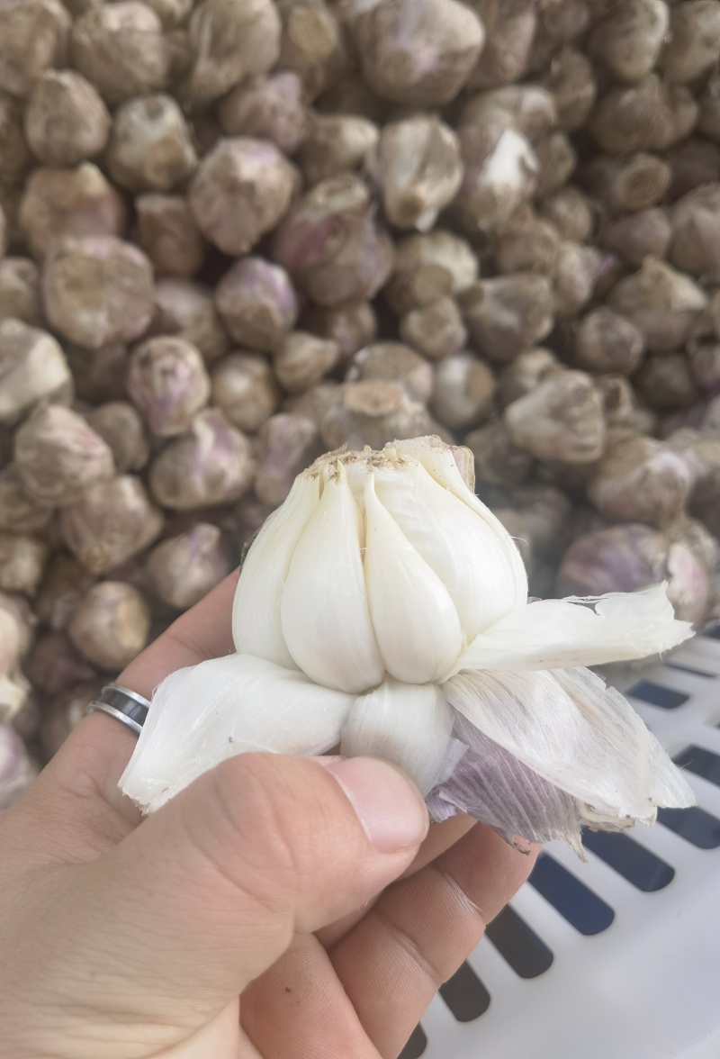 独蒜头，大蒜头，产地一手货源，价格美丽量大从优