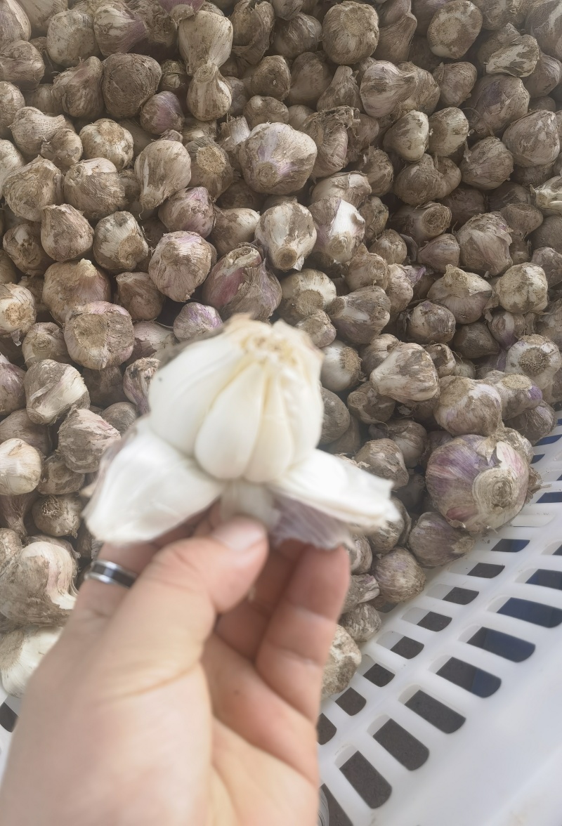 独蒜头，大蒜头，产地一手货源，价格美丽量大从优
