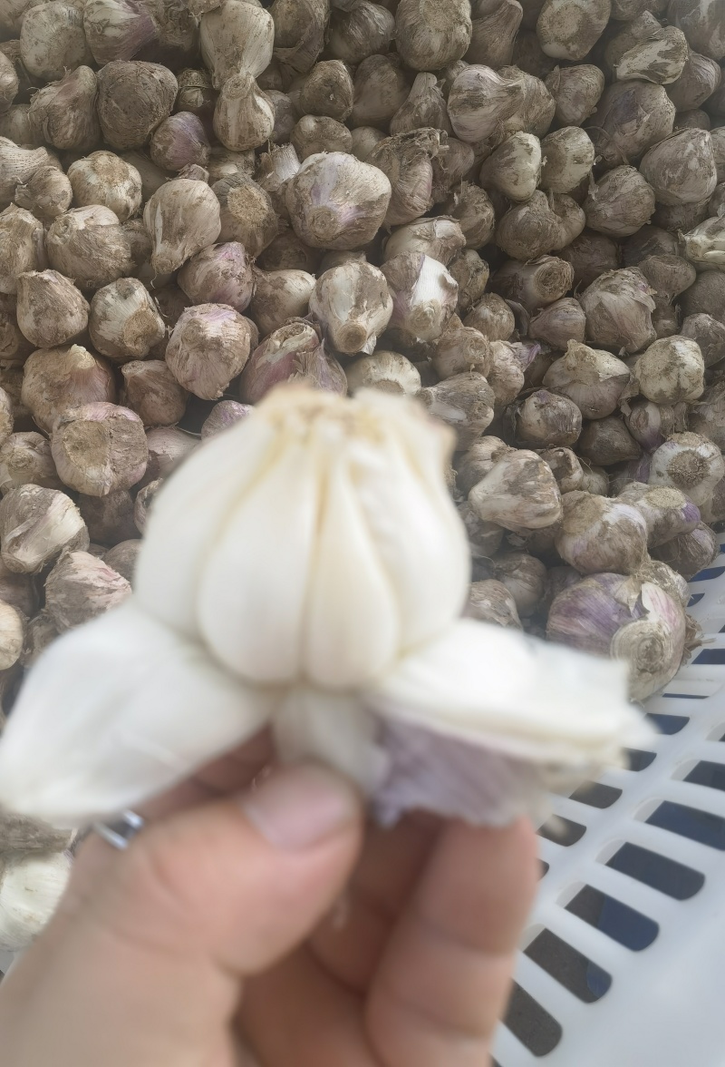 独蒜头，大蒜头，产地一手货源，价格美丽量大从优