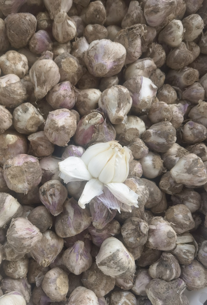 独蒜头，大蒜头，产地一手货源，价格美丽量大从优