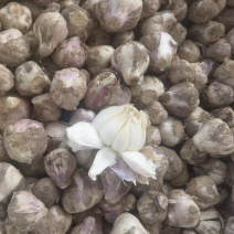 独头蒜，大蒜头，产地一手货源充足，量大从优