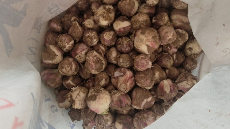 独头蒜，大蒜头，产地一手货源充足，量大从优