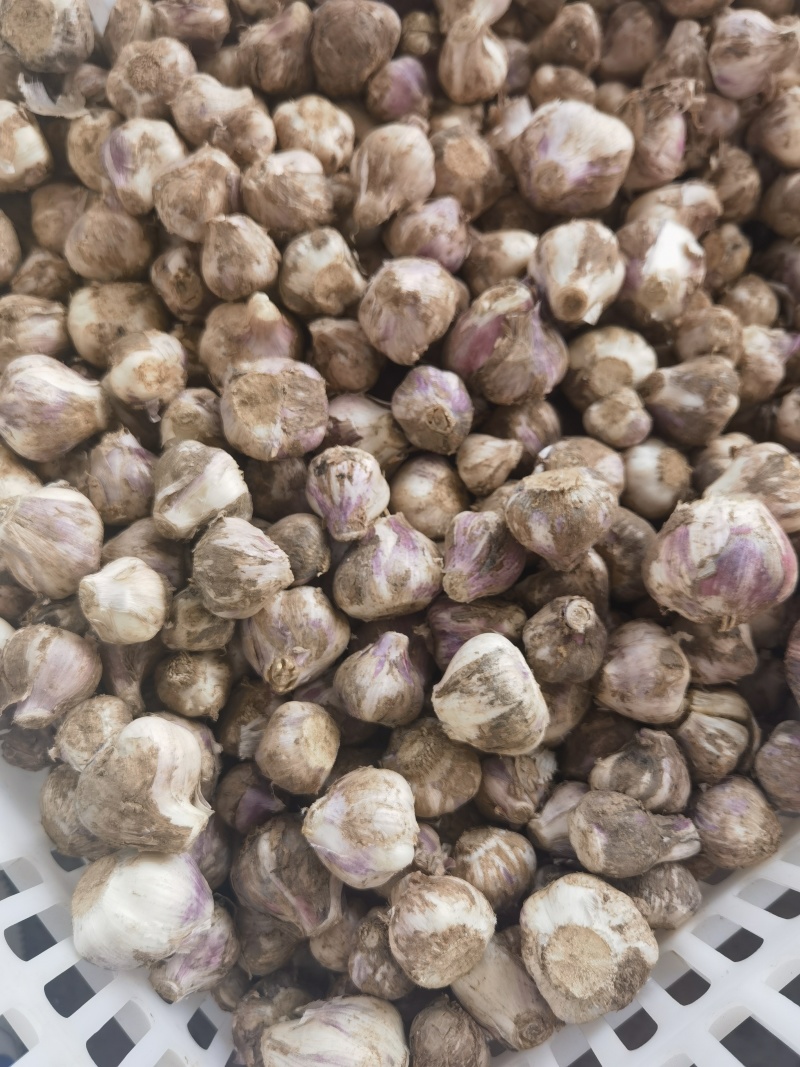 独头蒜，大蒜头，产地一手货源充足，量大从优