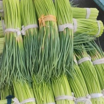 精品红帽蒜苔产地直发。超市，市场，电商支持视频看货。