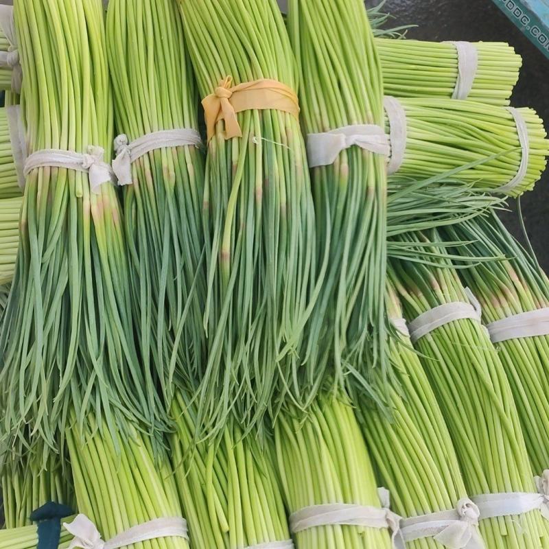 精品红帽蒜苔产地直发。超市，市场，电商支持视频看货。