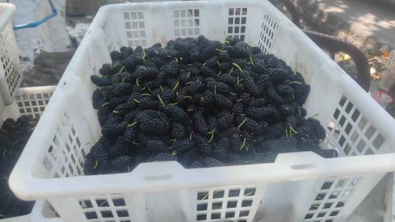 优质大凉山黑桑葚，开始大量上市，有需求的老板快联系