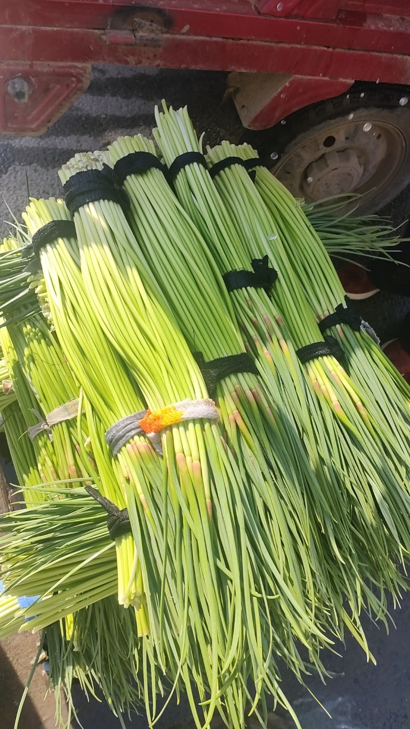 精品红帽蒜苔产地直发。超市，市场，电商支持视频看货。