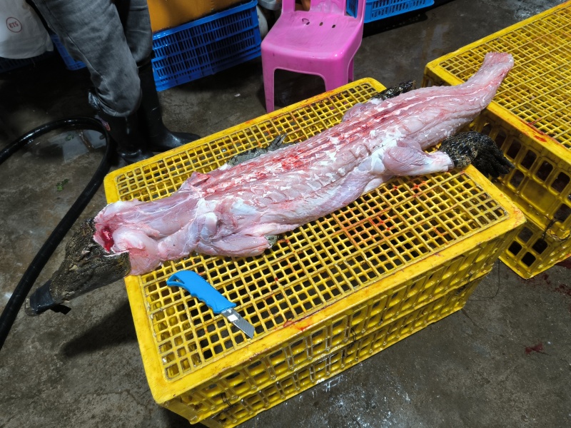 剝皮鳄鱼