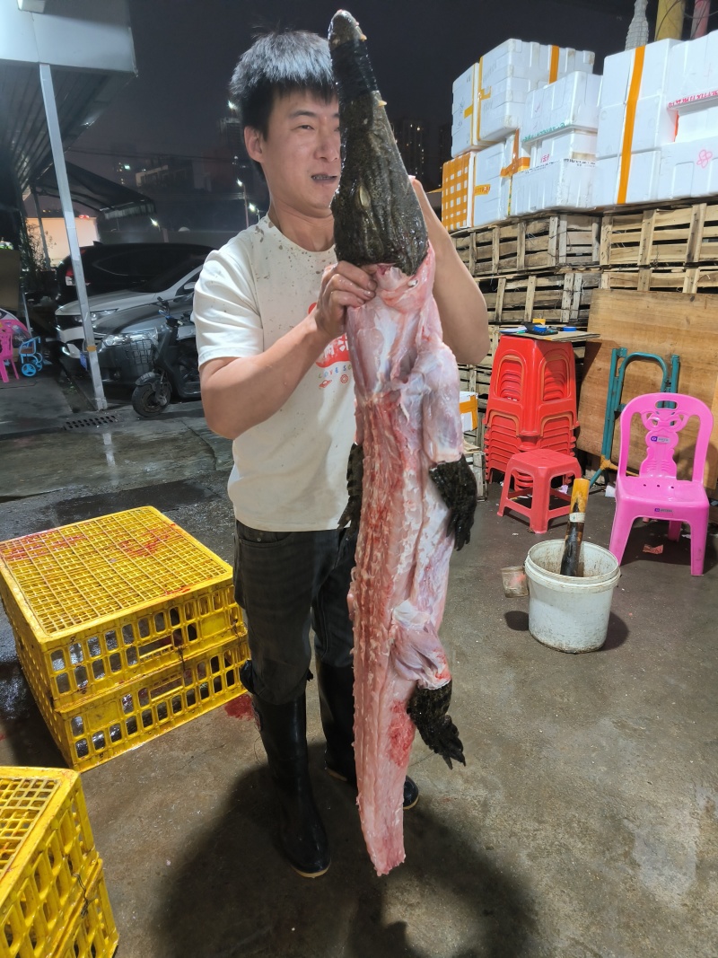 剝皮鳄鱼