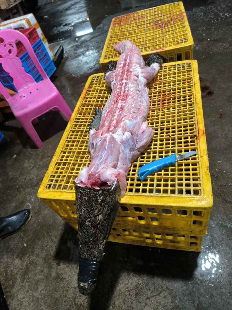 剝皮鳄鱼