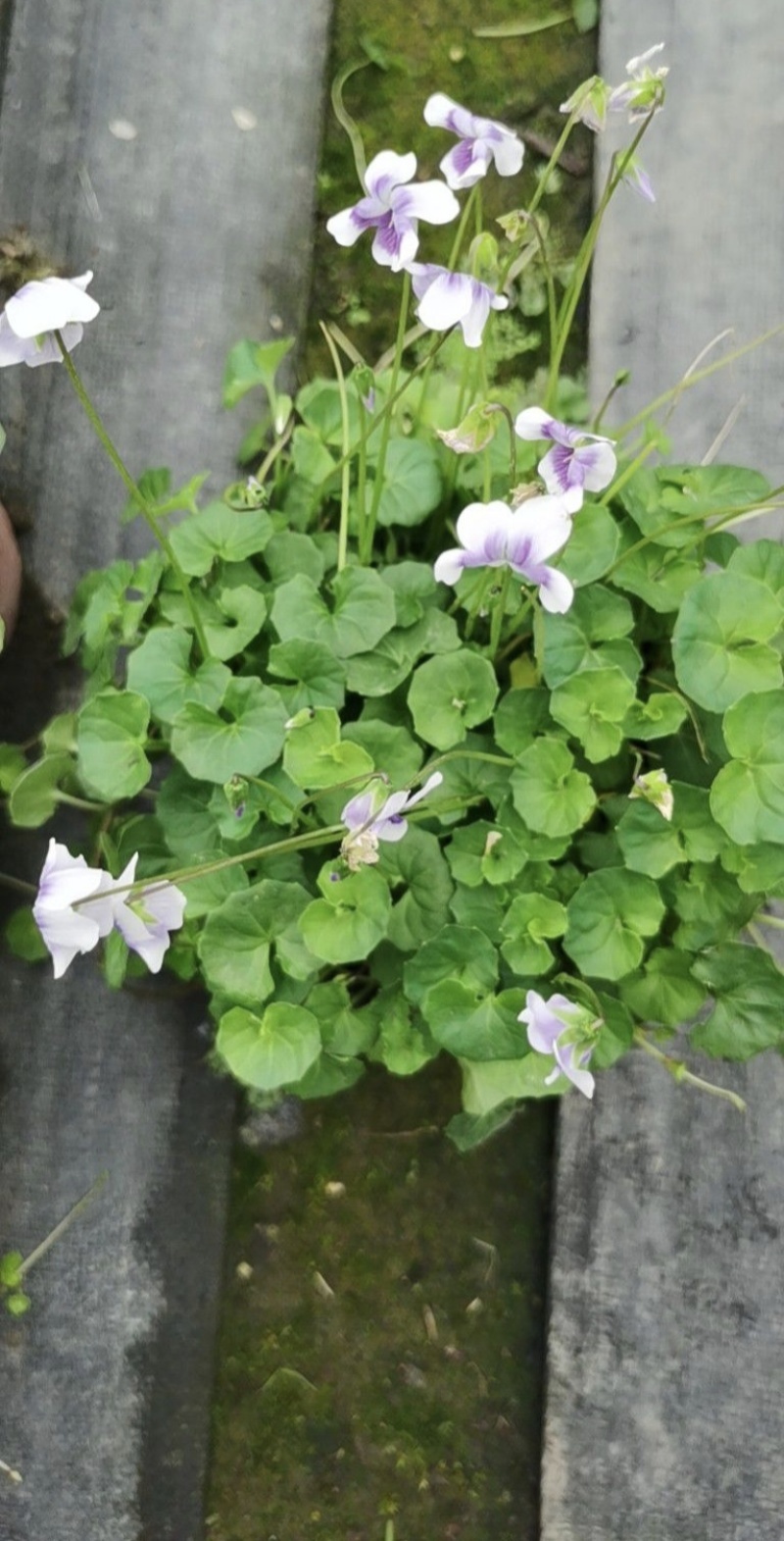 熊猫堇杯苗，基地大量出售中，各种规格